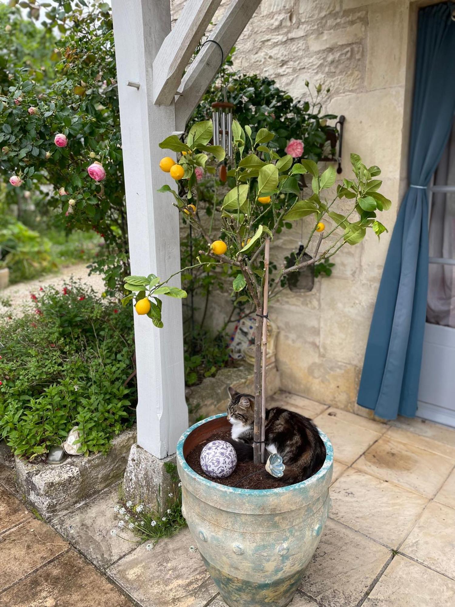 Ferienwohnung Sous L Olivier Tusson Exterior foto
