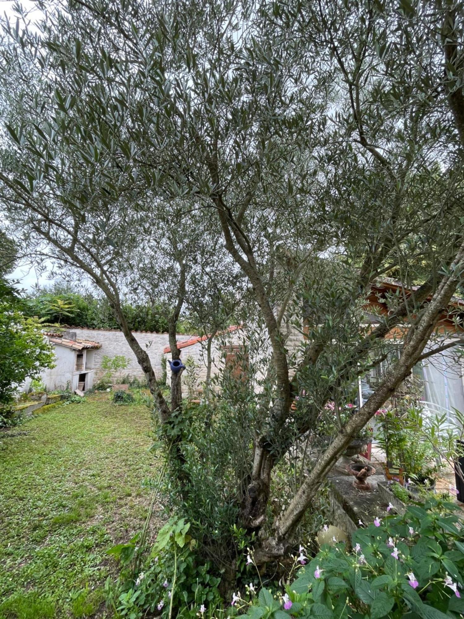 Ferienwohnung Sous L Olivier Tusson Exterior foto